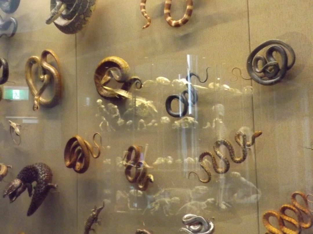 Natural History Museum-阿米代尔必去景点