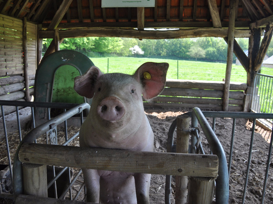 Ferme Pédagogique d'Epaville景点图片