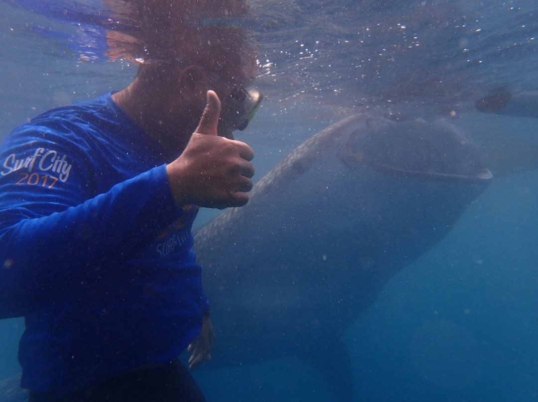 Whale Shark Sightseeing Spot景点图片