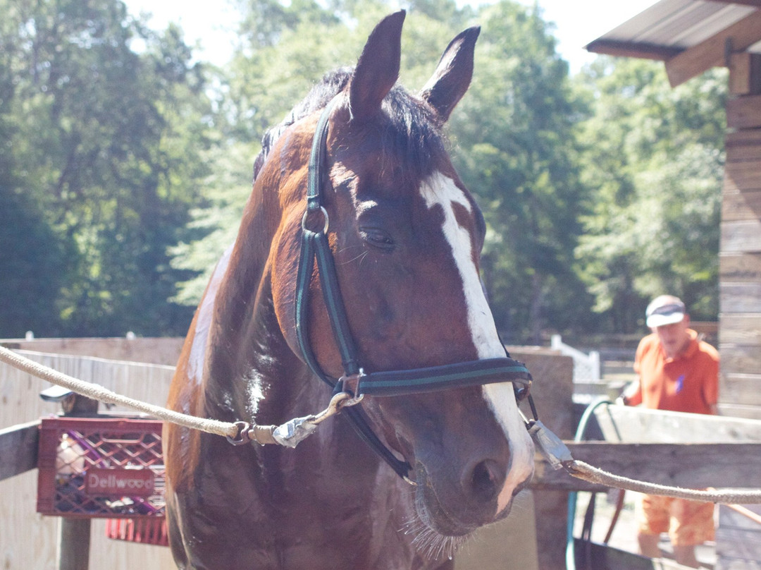 Highland Horse Farm-Middleburg必去景点