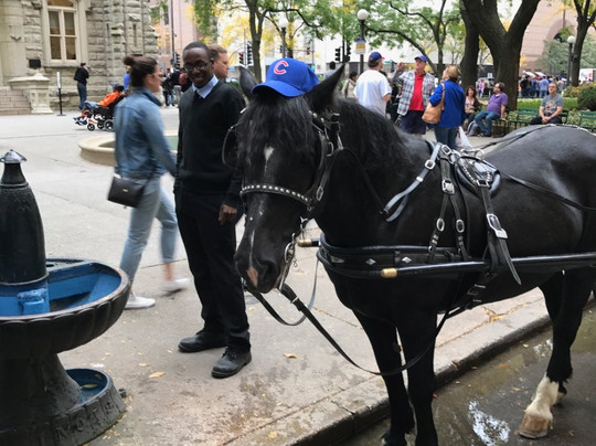 Chicago Horse and Carriage-芝加哥必去景点