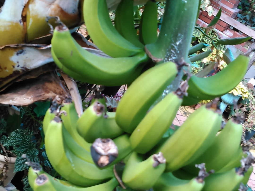 Begonia Garden-唐津市必去景点