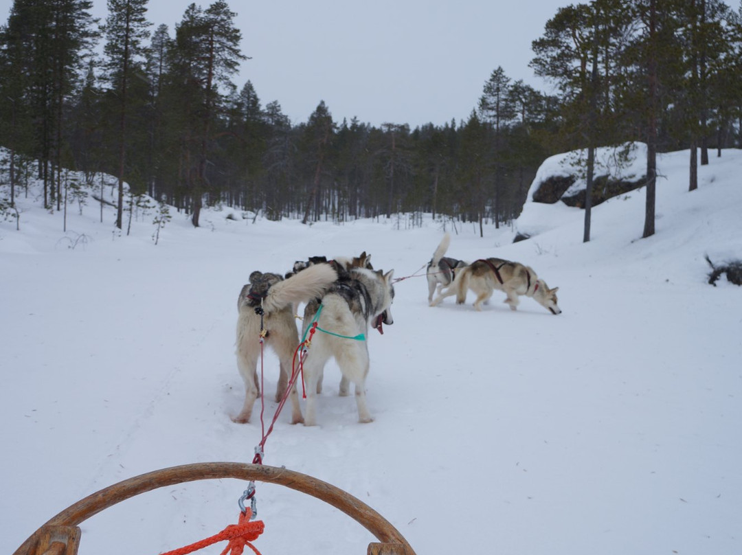Kamisak Husky and Horse Expeditions - Day Tours-伊瓦洛必去景点