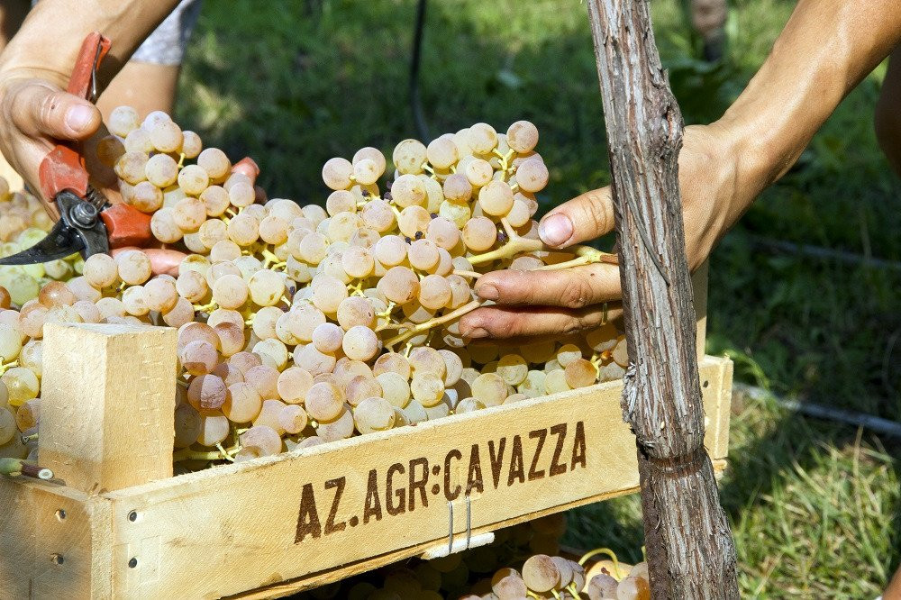 Azienda Agricola Cavazza景点图片
