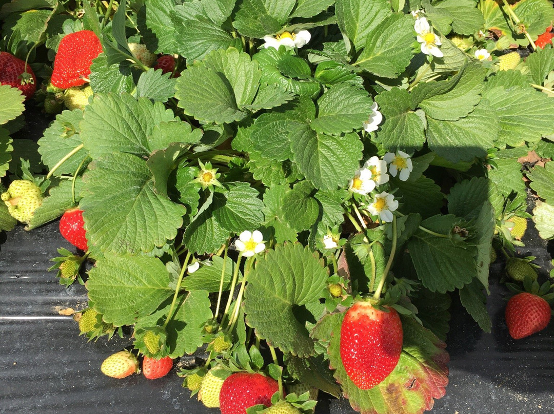 Southern Grace Farms-Enigma必去景点