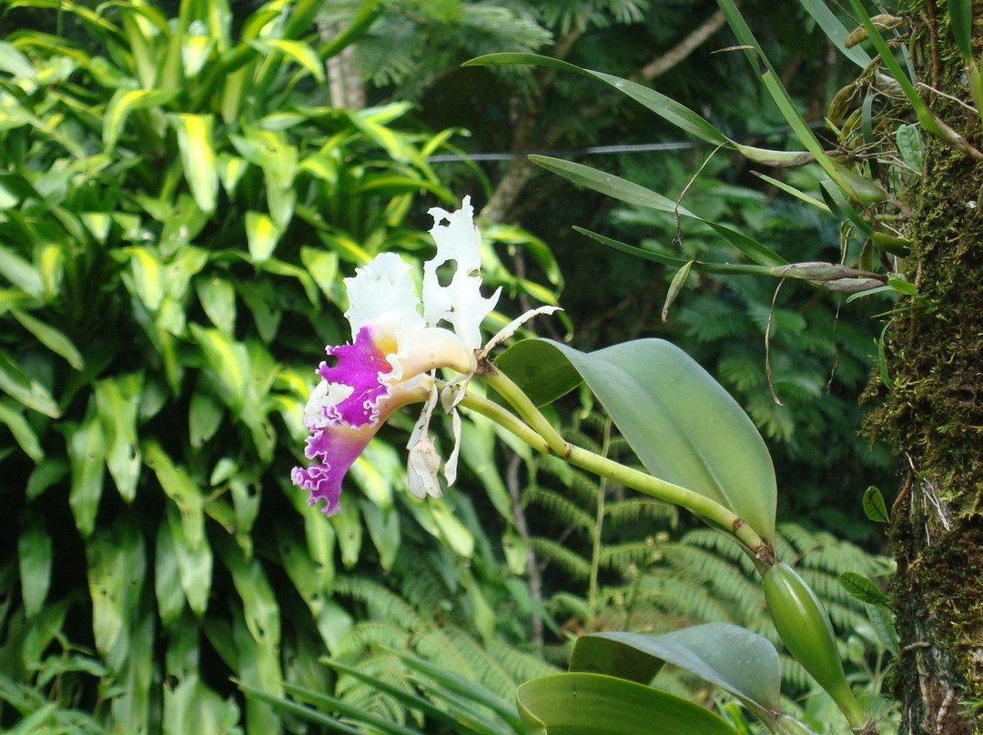 Caribbean Botanical Garden景点图片