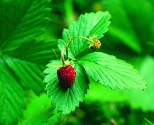 Cami Coll de les Cases