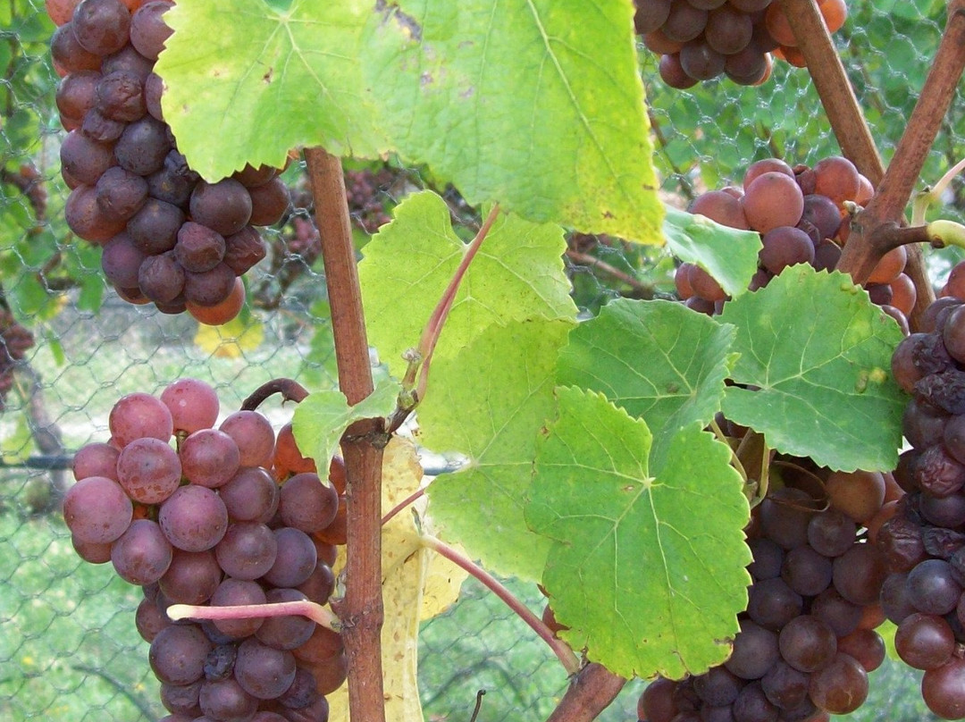 Kaimira Winery-Brightwater必去景点
