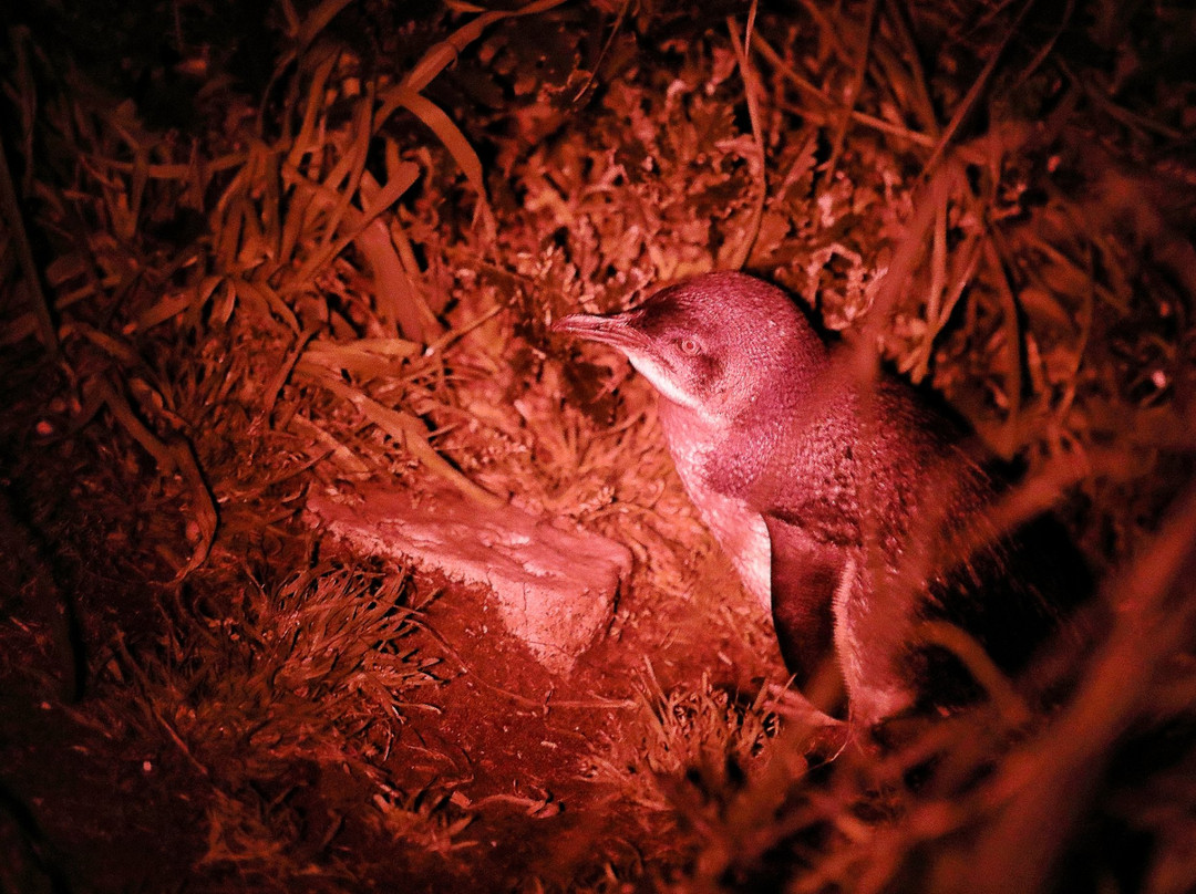 Bonnet Island Experience-斯特拉恩必去景点