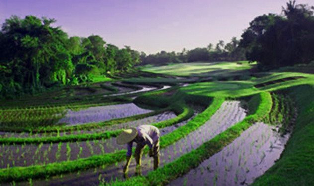 Your Bali Tour Driver-吉安雅必去景点