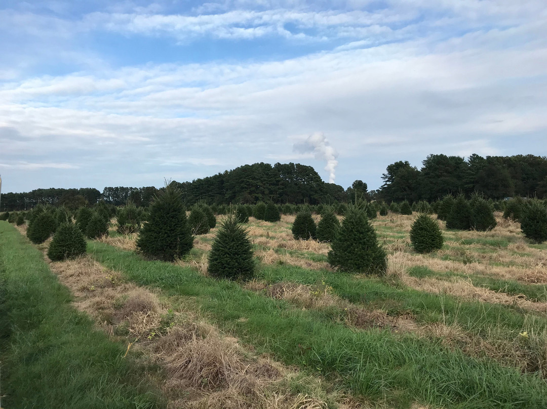 Coleman's Christmas Tree Farm景点图片