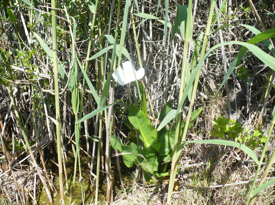 Groenvlei Lake-Sedgefield必去景点
