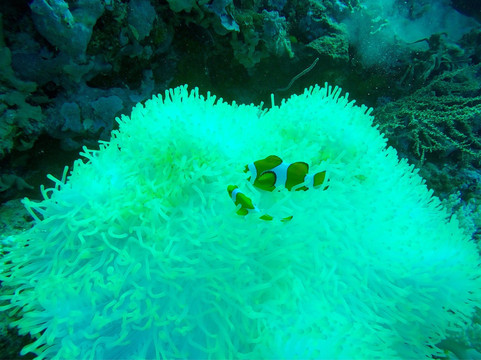 Kubuku Dive Center-佩母德兰必去景点