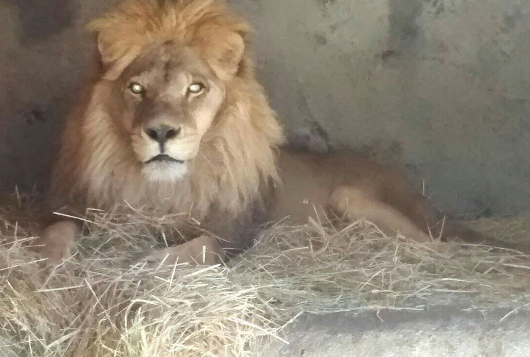 Bioparque Quillon-Quillon必去景点