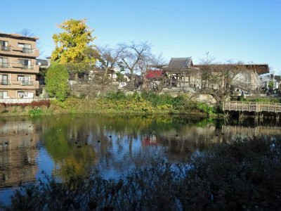 Imaizumi Meisui Sakura Park-秦野市必去景点