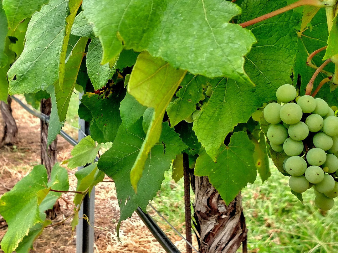 Stone House Vineyard-Spicewood必去景点