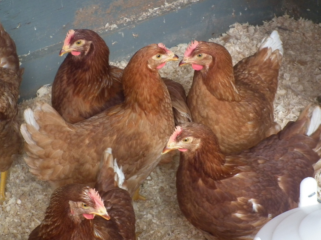 Transvaal Farm Guest House主图