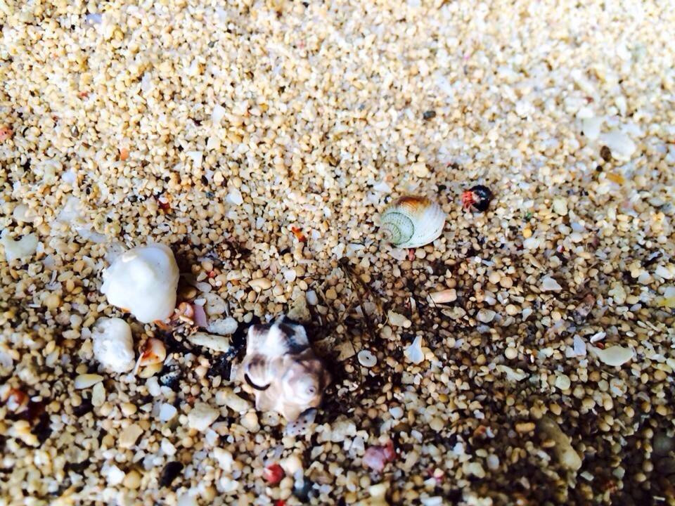 Buktot White Beach景点图片