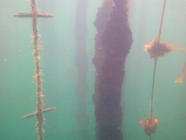 Mares Do Grove-格罗韦必去景点