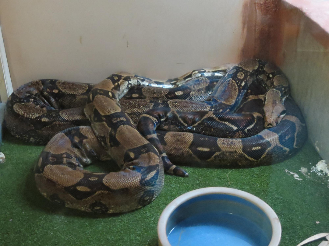 West Australian Reptile Park景点图片