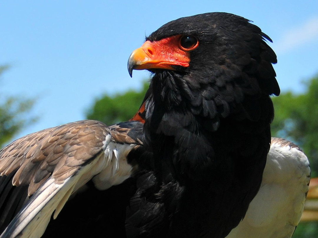 Les Aigles du Léman景点图片