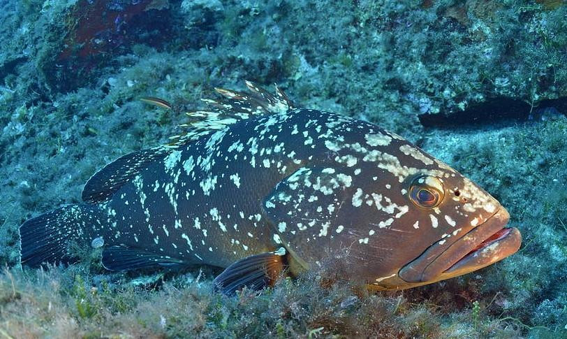 Dive Mallorca-Portocolom必去景点