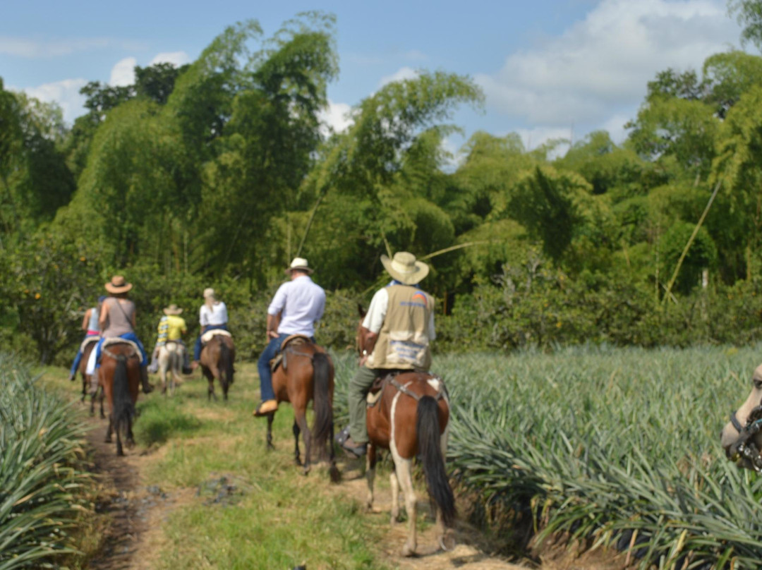 Cabalgatas El Carmelo-La Tebaida必去景点