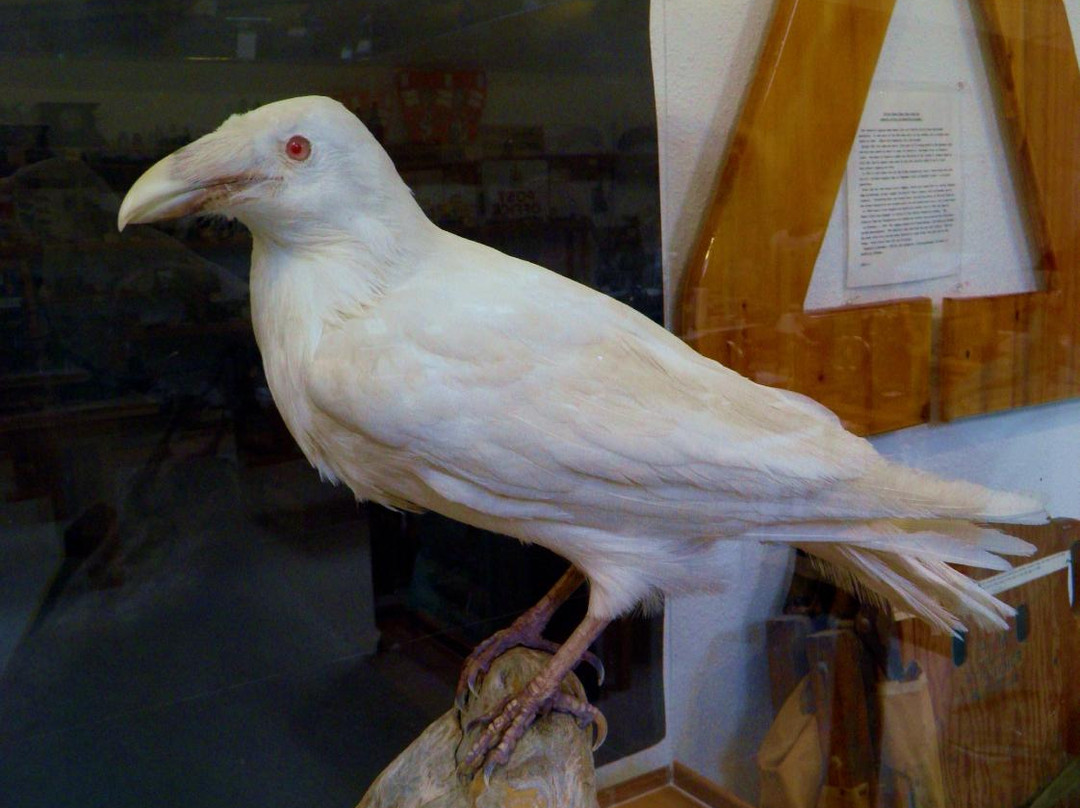 Port Clements Museum-Port Clements必去景点