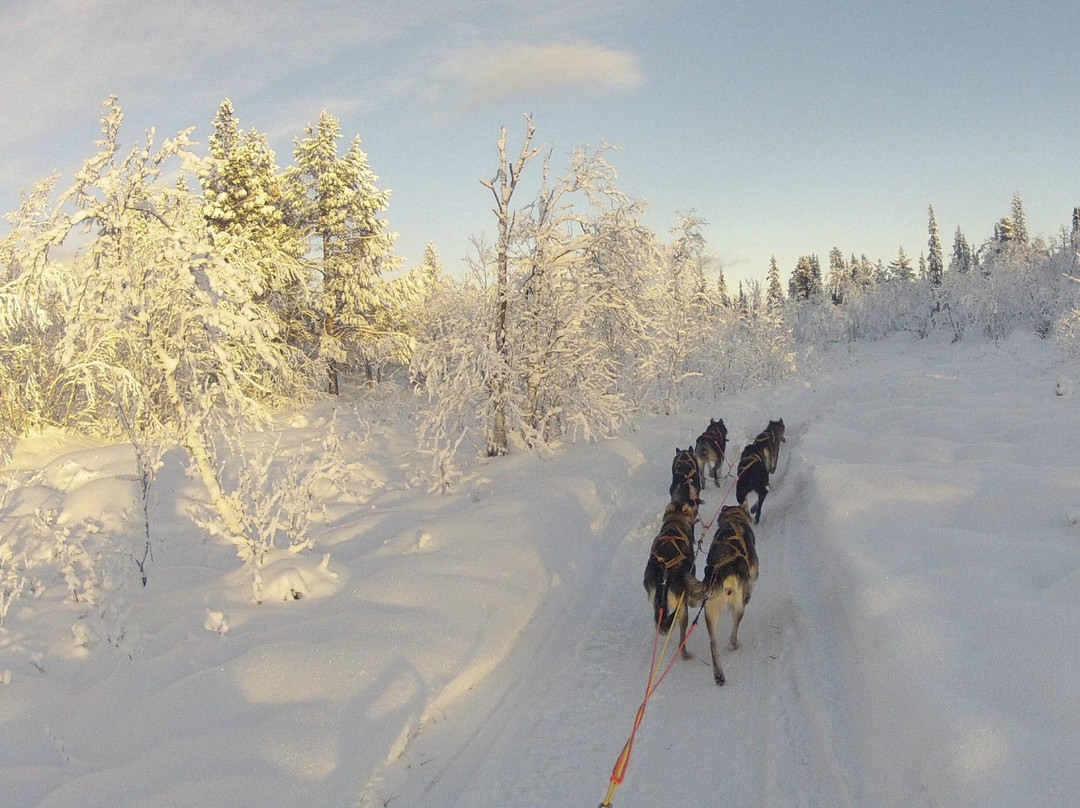 Alaskan Husky Tours Day Tours景点图片