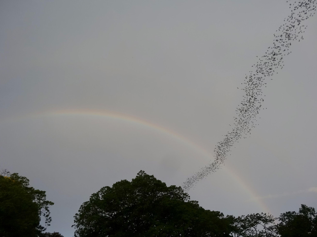 Battambang Bat Caves-马德望必去景点