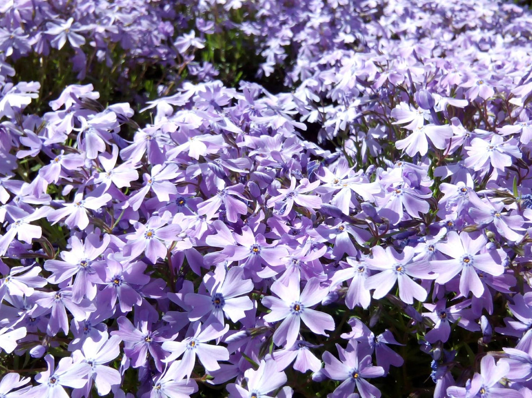 Botanical Garden of Dnipro National University