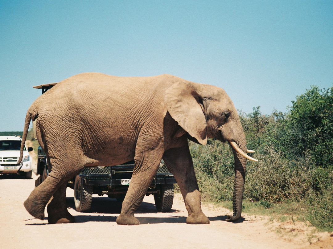 阿多大象国家公园-阿多必去景点