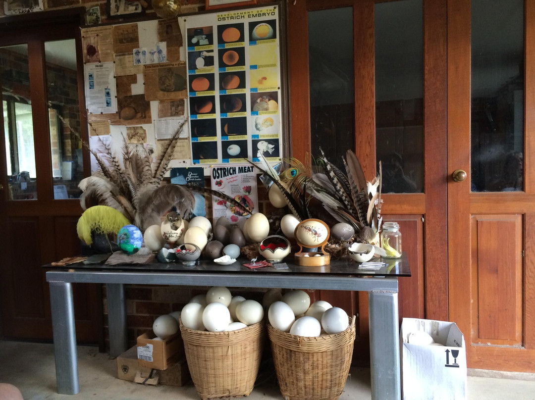 Yamba Tours-Yamba必去景点