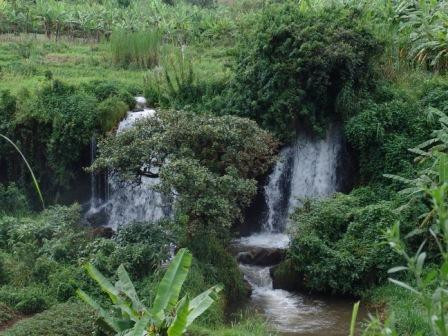 Akazuba Gorilla Tours - Day Tours景点图片