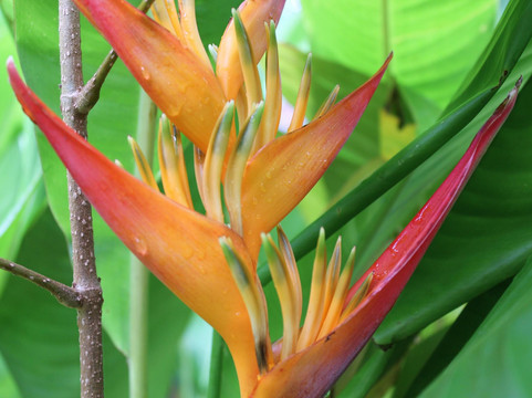 Hana Maui Botanical Gardens-哈纳必去景点