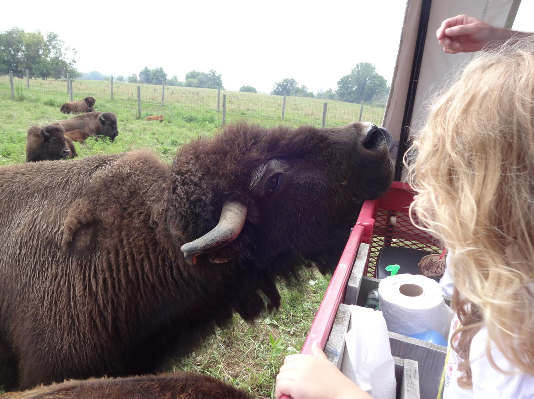 Cook's Bison Ranch景点图片
