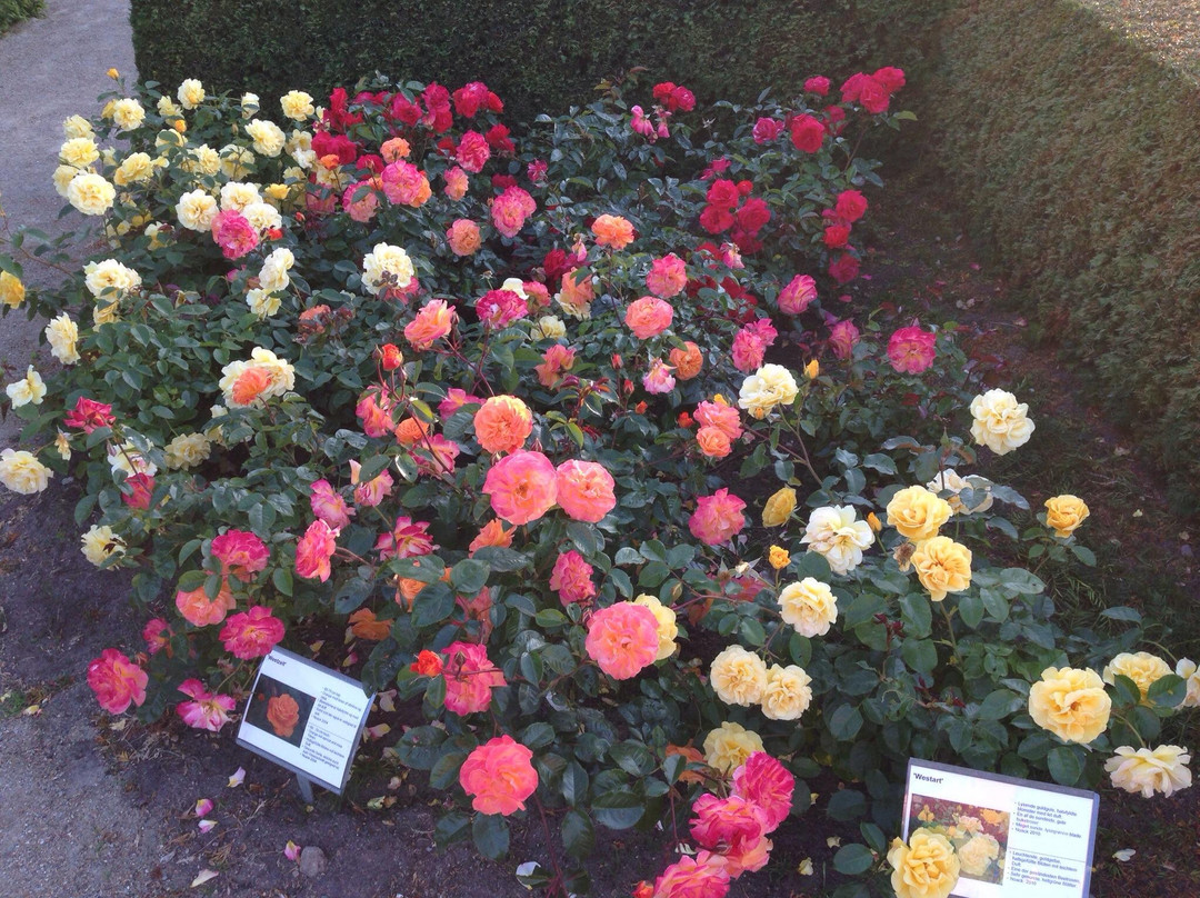 Laubjergs Rosenhave景点图片