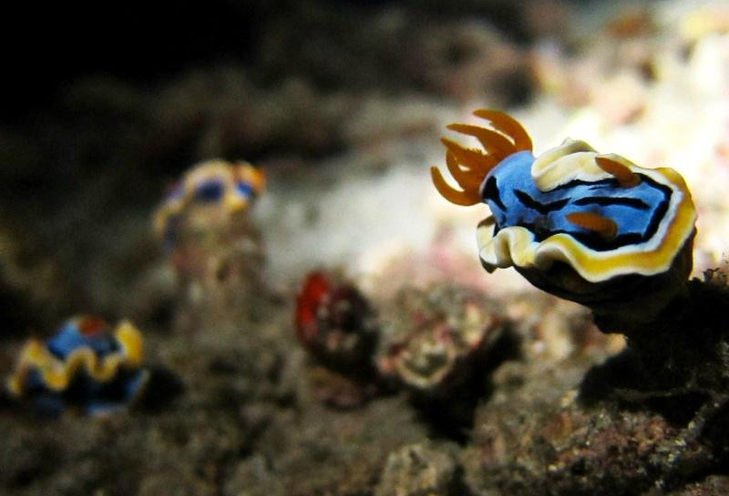 Diving Indo-沙努尔必去景点