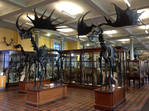 爱尔兰国家博物馆 - 自然史-都柏林必去景点