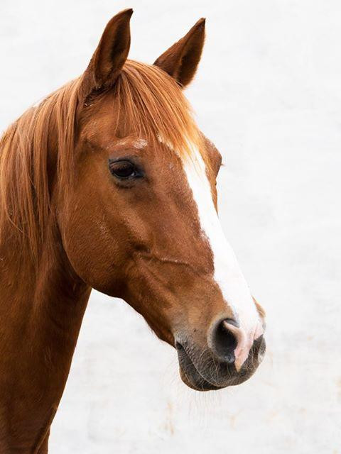 The Saddle Club Gran Canaria景点图片