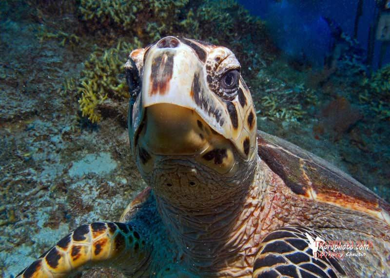 Tropicalsub Diving-Deshaies必去景点