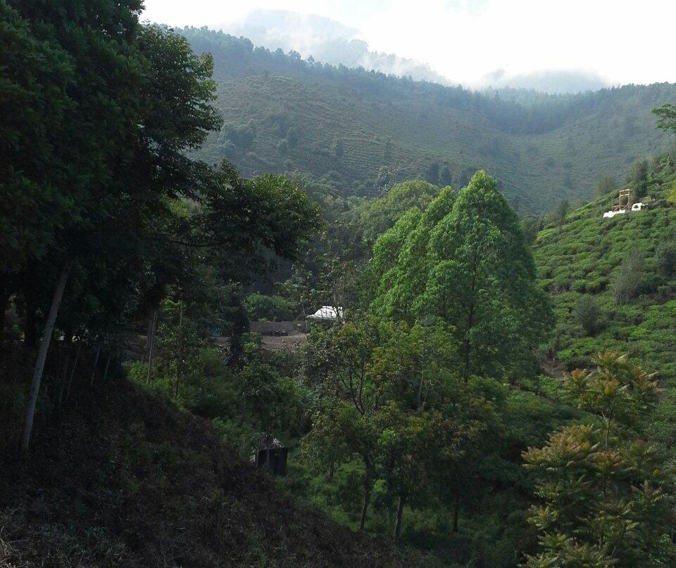 Kebun Teh Jamus (Lereng Gunung Lawu)景点图片