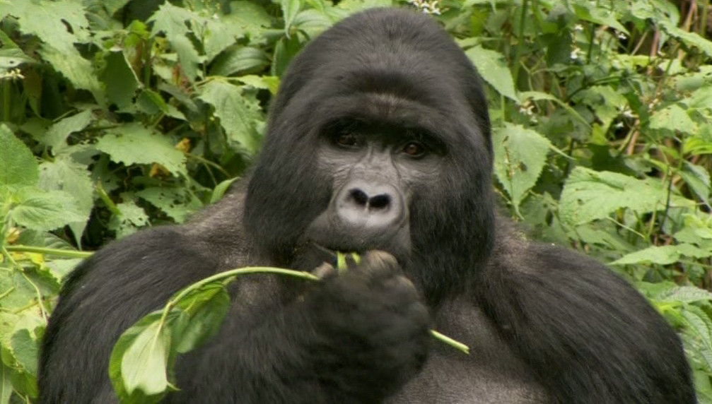Gorillas and Wildlife Safaris景点图片
