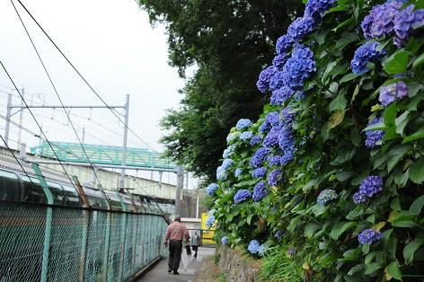 Asukayama Park-北区必去景点