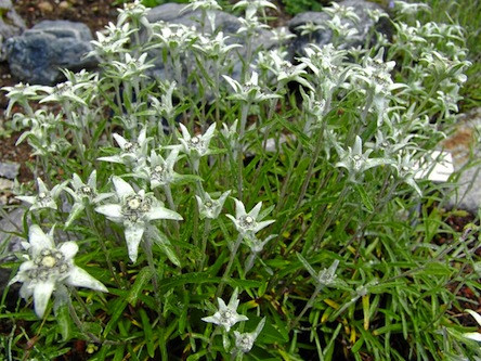 Botanical Garden Alpinum Schatzalp景点图片