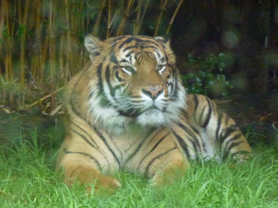 汉密尔顿动物园-汉密尔顿必去景点