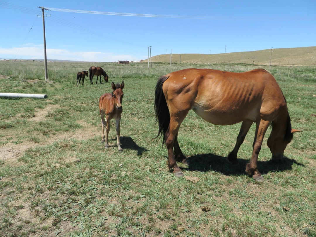 希拉穆仁草原-达尔罕茂明安联合旗必去景点