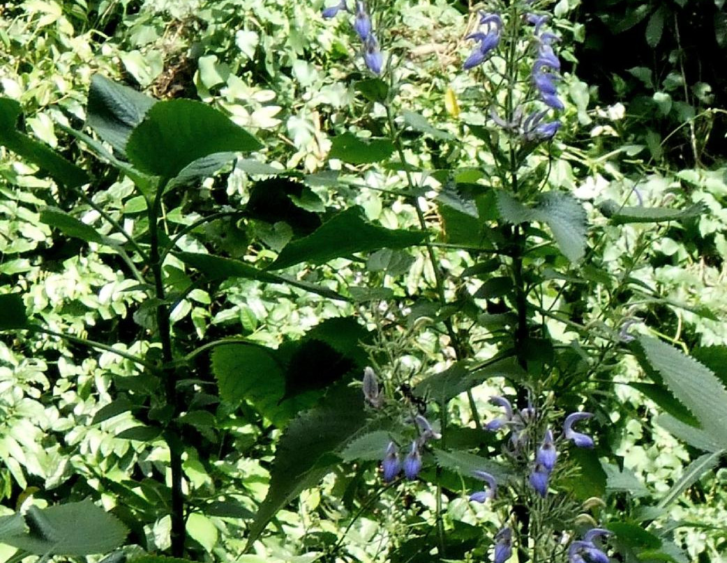 Mount Bunder-茂物必去景点