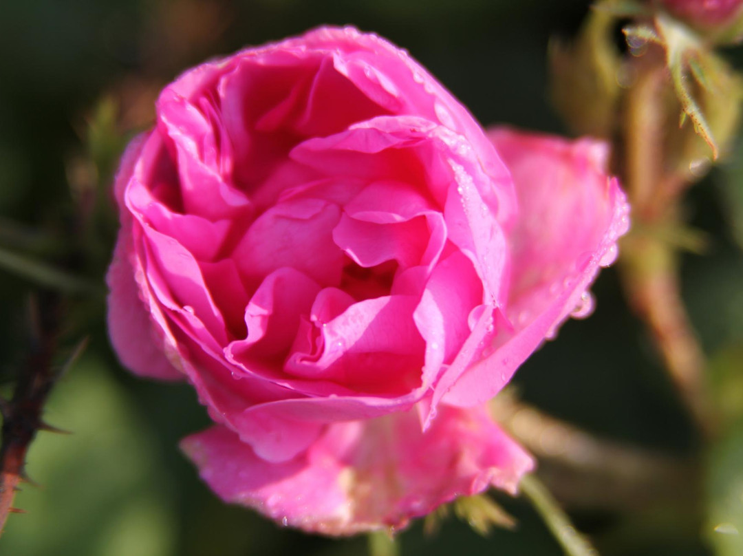 Little Rose Fields-Panicherevo必去景点