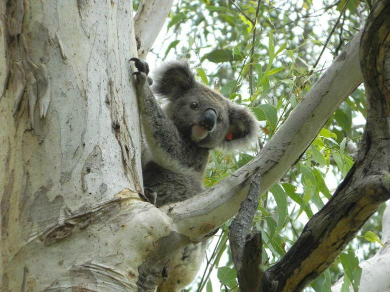 Friends of the Koala景点图片